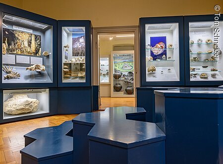 Ein Museumsausstellungsraum mit beleuchteten Vitrinen, die Fossilien und Artefakte zeigen. Holzboden und blaue Podeste.