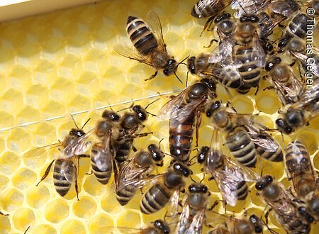 Die Bienenweiber (Schnaittach, Nürnberger Land)